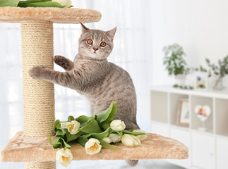 arbre à chat